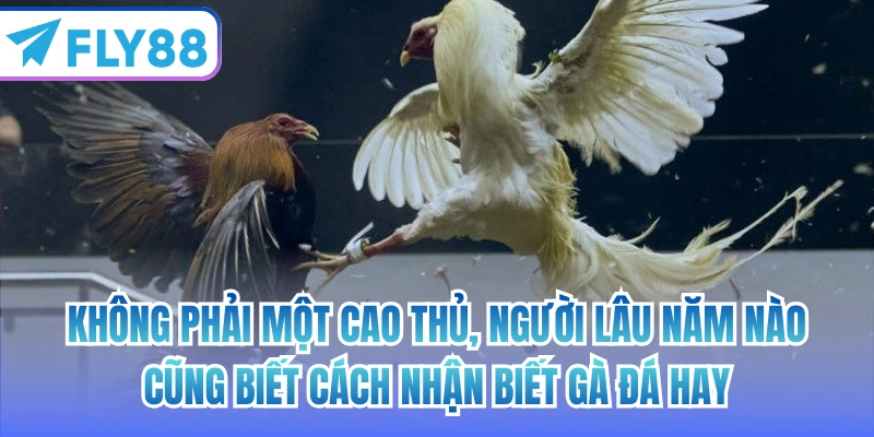 Không phải một cao thủ, người lâu năm nào cũng biết cách nhận biết gà đá hay