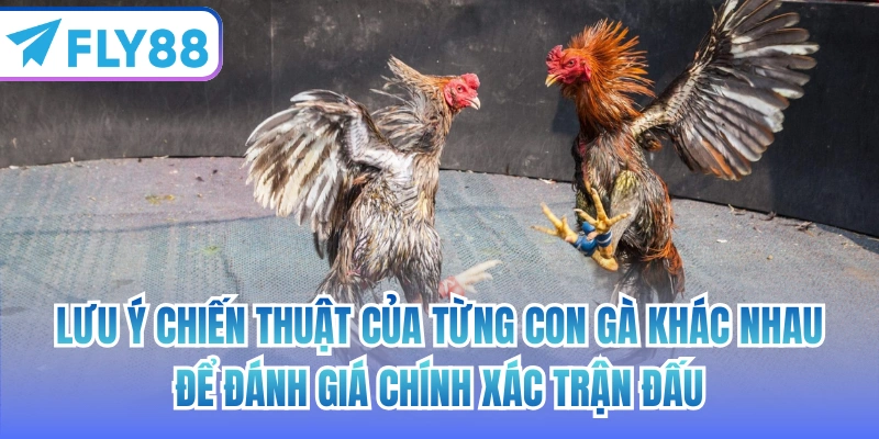 Lưu ý chiến thuật của từng con gà khác nhau để đánh giá chính xác trận đấu