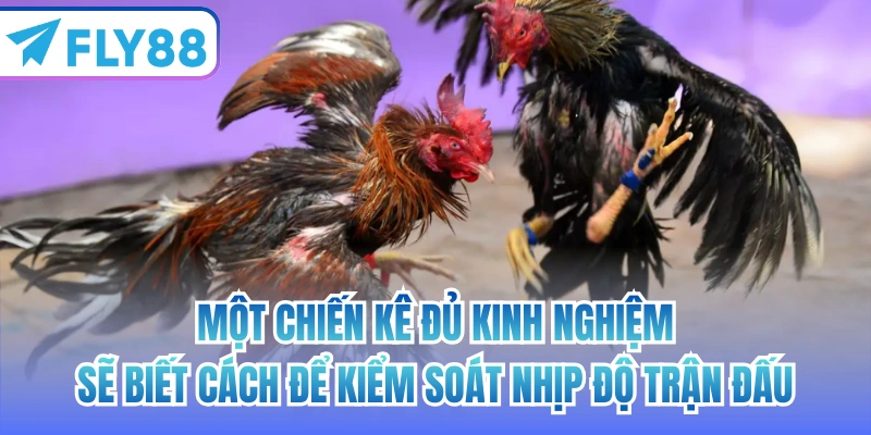 Một chiến kê đủ kinh nghiệm sẽ biết cách để kiểm soát nhịp độ trận đấu