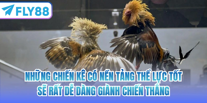 Những chiến kê có nền tảng thể lực tốt sẽ rất dễ dàng giành chiến thắng
