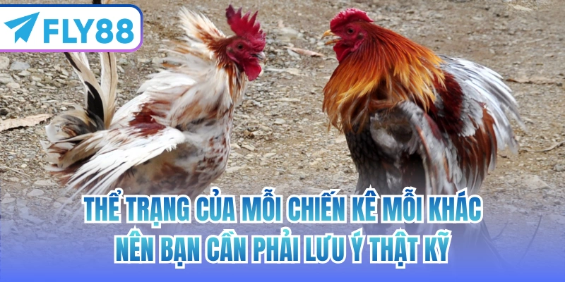 Thể trạng của mỗi chiến kê mỗi khác nên bạn cần phải lưu ý thật kỹ