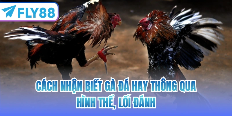 cách nhận biết đá gà hay