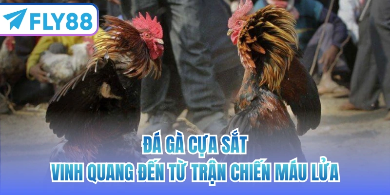 đá gà cựa sắt