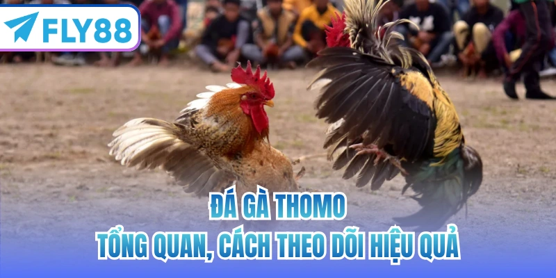 đá gà thomo
