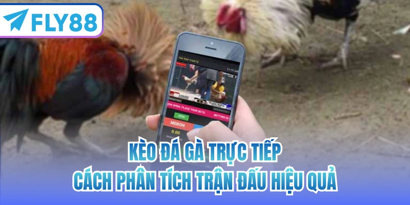 kèo đá gà trực tiếp